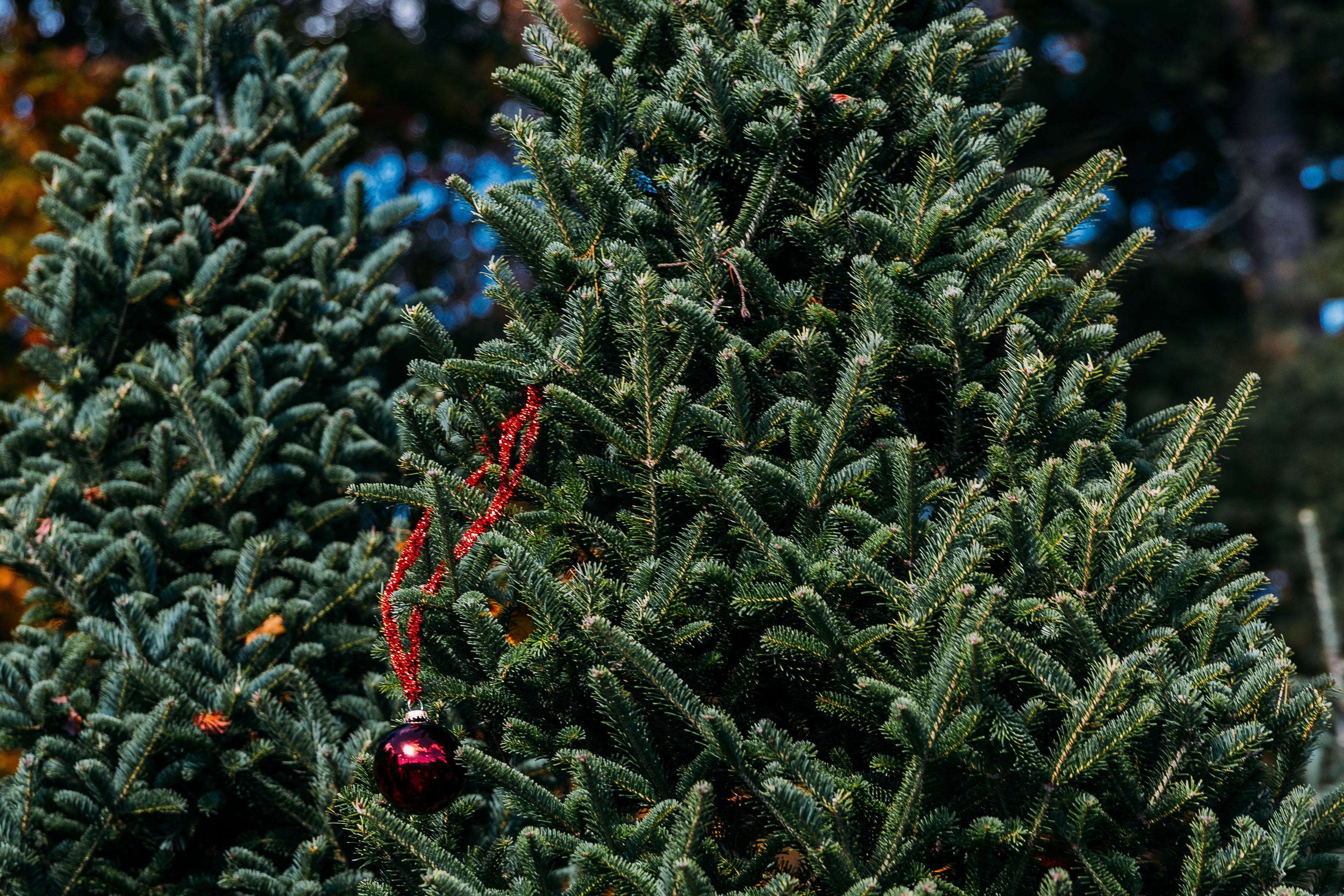 Red ornament on bare Christmas tree