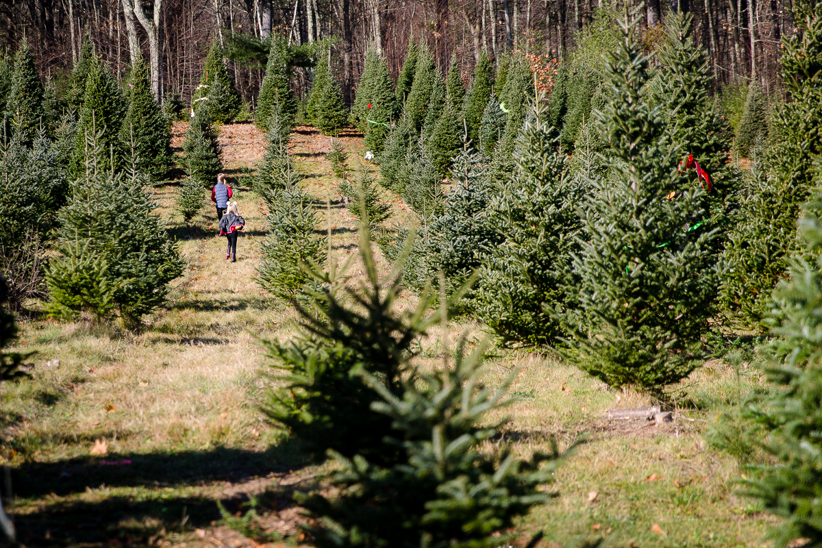 girls running through field of Christmas trees