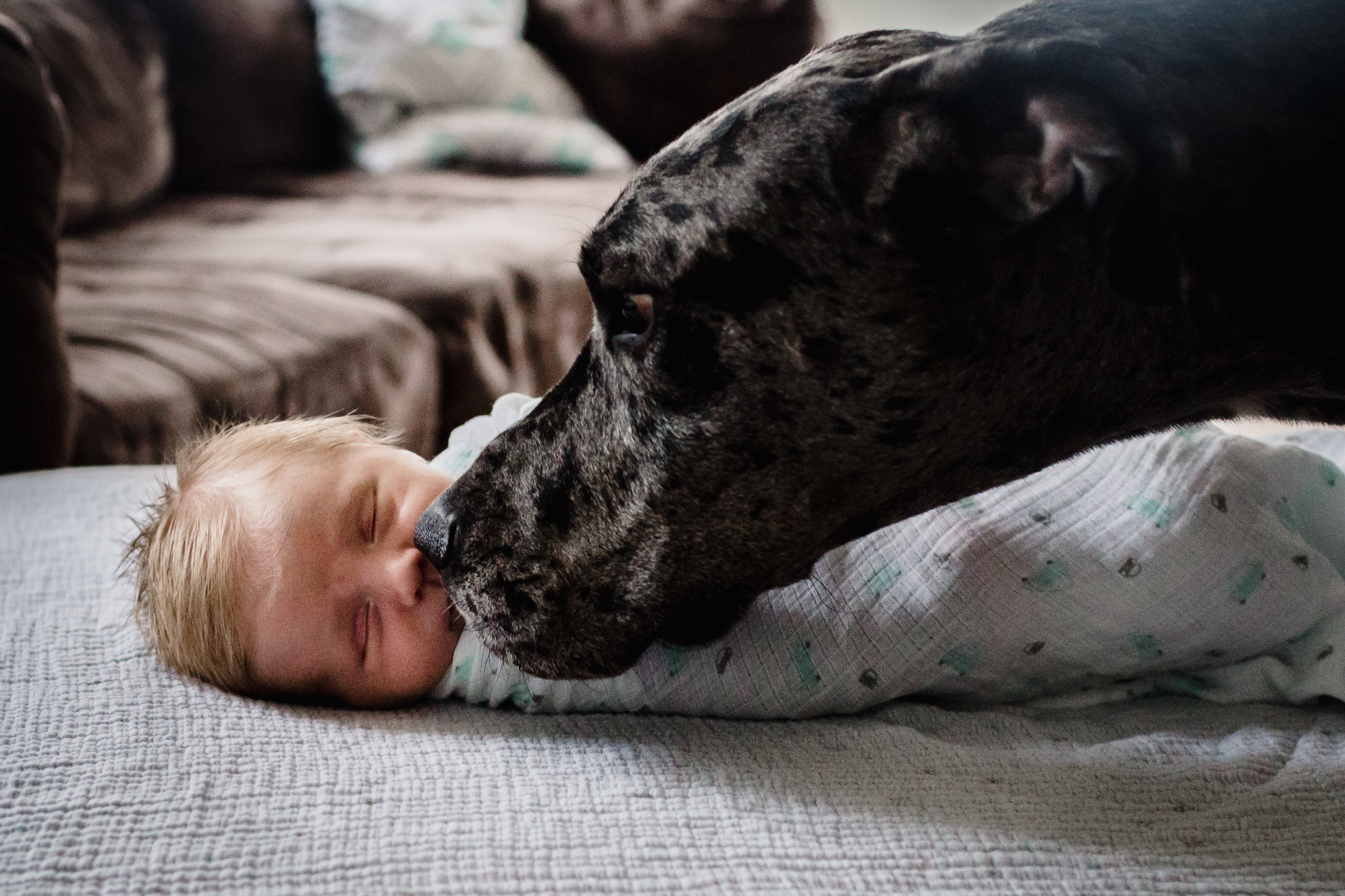dog sniffing a newborn baby's face